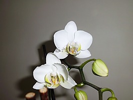 蘭花,白,花卉