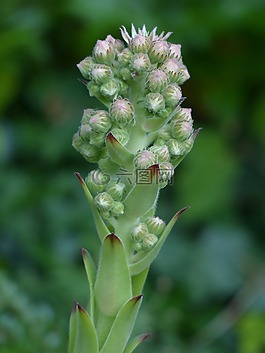 芽,鮮花,花序