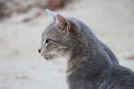貓咪,灰色,動物