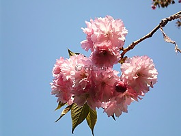 花卉,春天,春天的花朵