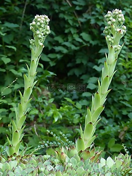 芽,houseleek,厂