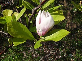 花卉,春天,春天的花朵
