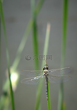 蜻蜓,昆蟲(chóng),甲蟲(chóng)，昆蟲(chóng)