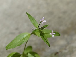 epilobium parviflorum,开花,小