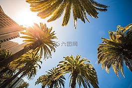 藍(lán)色的天空,建筑物,椰子樹