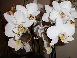 蘭花,白,鮮花