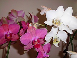 粉色,白,蘭花