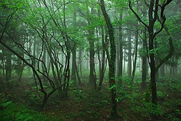 木材,濟州島,四ryeoni