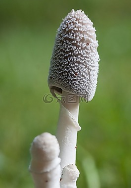 蘑菇,花絲,白