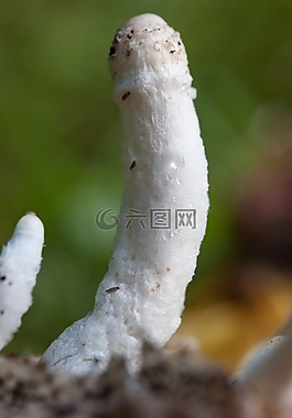 蘑菇,花絲,白