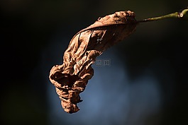 秋季,葉子,枯萎