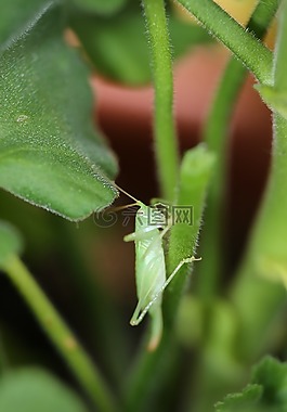 蚱蜢,昆虫,绿色