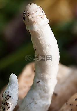 蘑菇,花絲,白