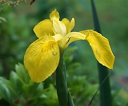 鸢尾花,鲜花,黄色
