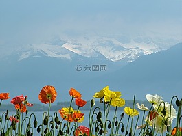 瑞士,日內(nèi)瓦湖,罌粟