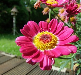 花,瑪格麗特,粉紅色