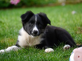 邊境牧羊犬,小狗,狗
