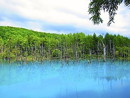 池,藍色,樹