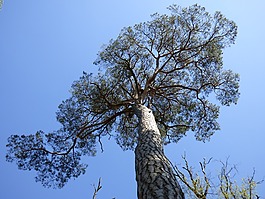 樹,松,針葉樹
