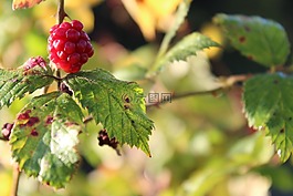 漿果,紅色,葉子