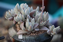 一種肉質(zhì)植物,肉質(zhì) 在這,仙人掌