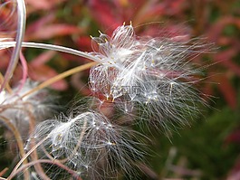 杂草,花卉,种子