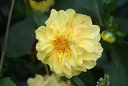 花,大麗花,花的