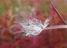 杂草,花卉,种子