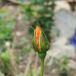 橙色,玫瑰花蕾,花