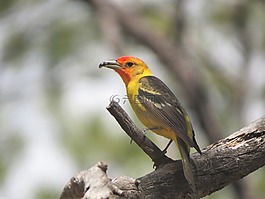 鳥,黃色,徒步旅行