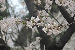 樱花,白色,花朵