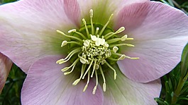 花,雄蕊,盛開