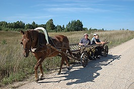 貨車,教練,馬