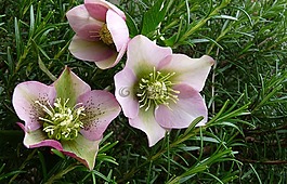 鮮花,冬天,新