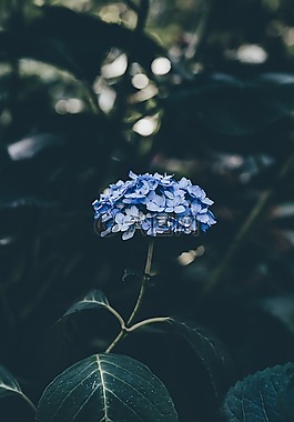 盛開,開花,植物區(qū)系
