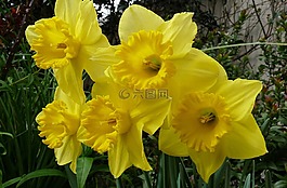 水仙,水華,春