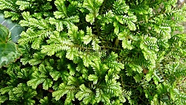 葉子,地面覆蓋,植物