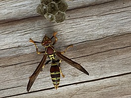 昆蟲(chóng),黃蜂,巢
