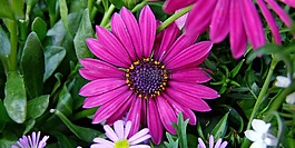 花,開(kāi)普籃,西班牙瑪格麗特
