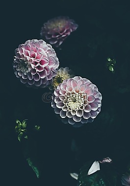 盛開(kāi),開(kāi)花,植物區(qū)系