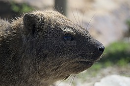 dassie,動(dòng)物,可愛