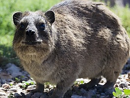dassie,動(dòng)物,可愛
