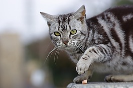 貓咪,步行,動物肖像