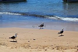 海滩,mar,贝拉 mar