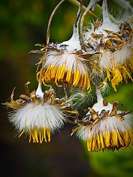 花,異國情調(diào),開花
