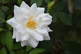 玫瑰,花,白