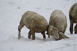 羊,冬天,雪