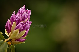 杜鵑,花,芽