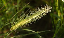植物,野生,草