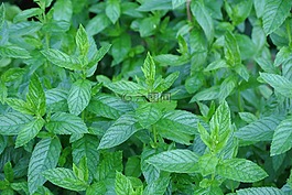 薄荷,草藥,t恤